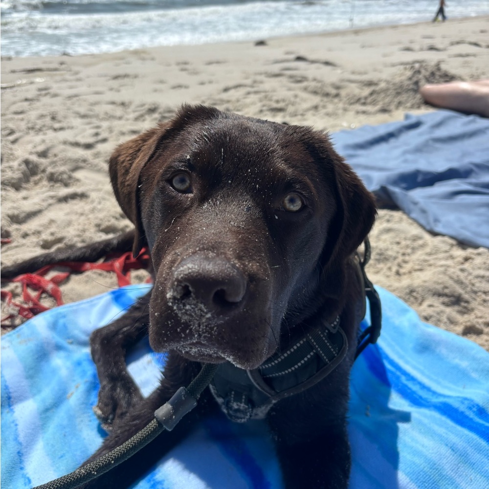 Aerie Peach Summer Themed Crewneck Sweater - Picture 5 of 5